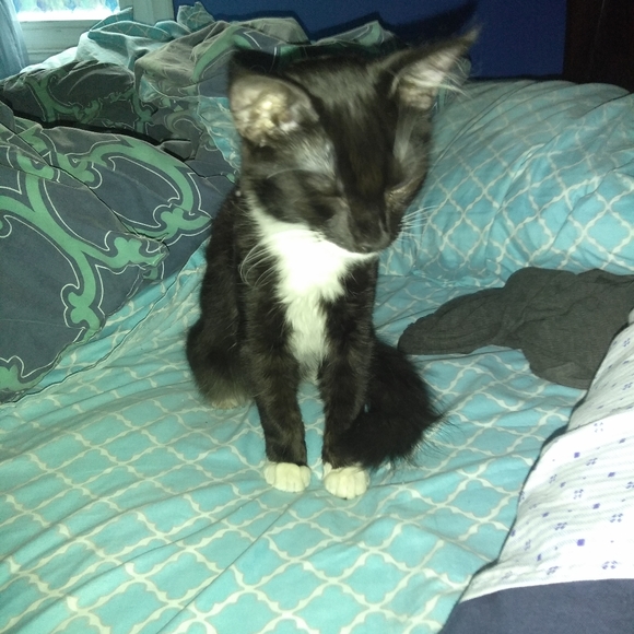 Meet your Posher, Deezo - Picture 7 of 16